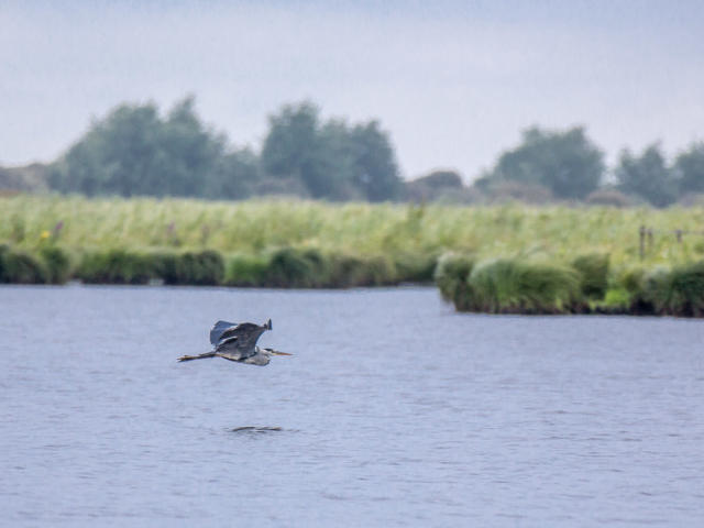 apero-oiseau-marais-de-briere-7.jpg