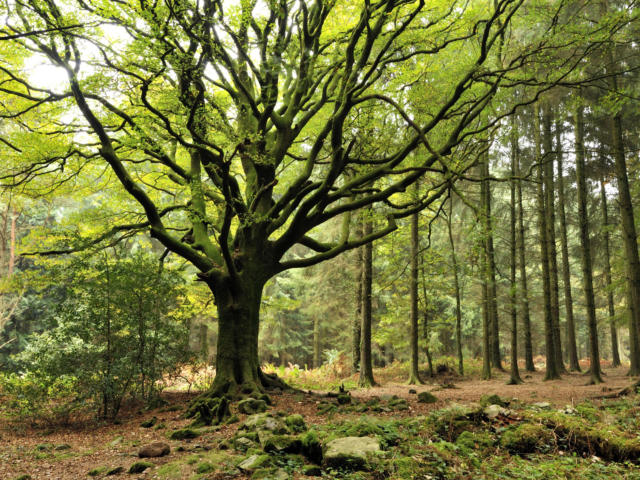 Hetre de Ponthus, Forêt de Broceliande - Concoret