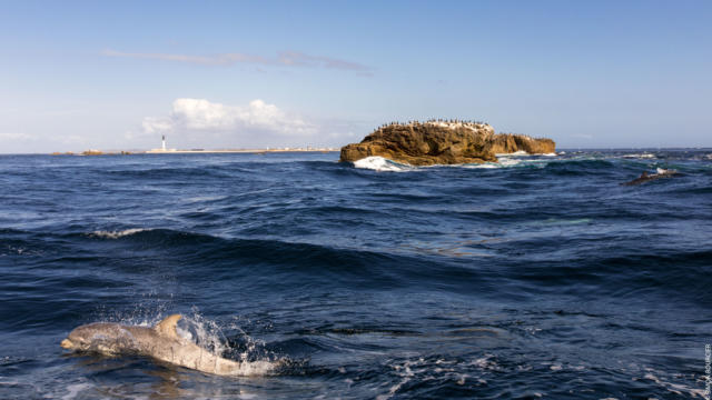 naviguez-aupres-des-dauphins-phares-et-oiseaux-5.jpg