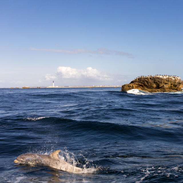 naviguez-aupres-des-dauphins-phares-et-oiseaux-5.jpg