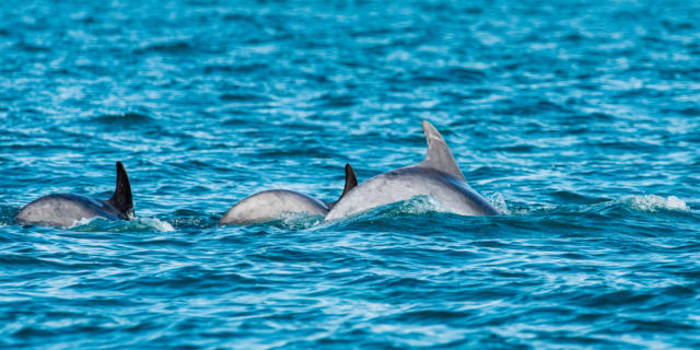Participez à l'observation des grands dauphins