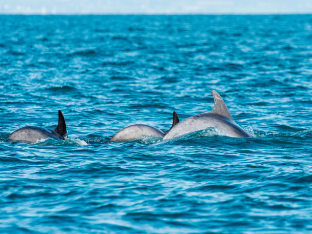 participez-a-l-observation-des-grands-dauphins-10.jpg