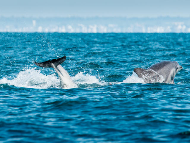 participez-a-l-observation-des-grands-dauphins-11.jpg