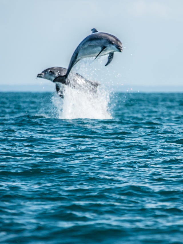 participez-a-l-observation-des-grands-dauphins-9.jpg