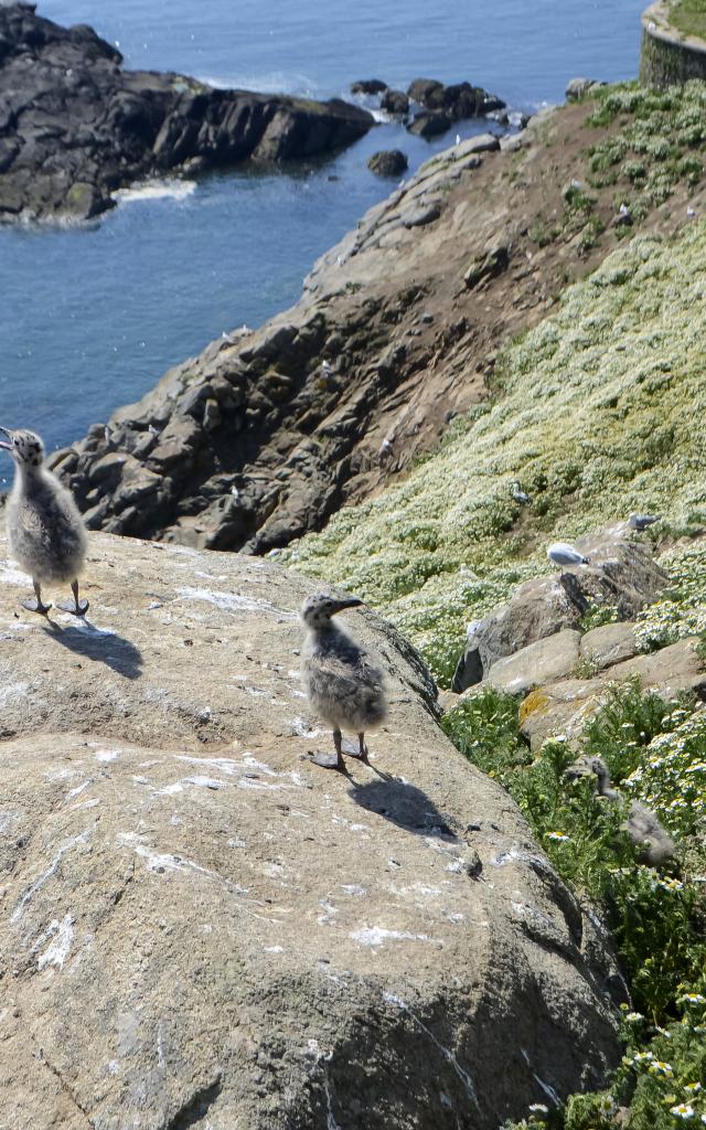 Oisillons de la Mouette