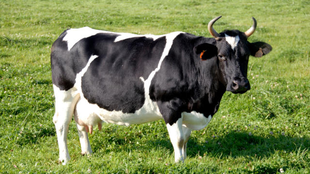 vache-pie-noire-pierrick-bourgault-union-bretonne-pie-noir.jpg