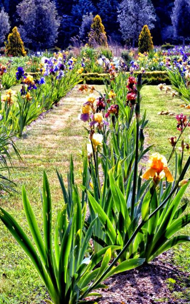 jardinsbroceliande-iris-breal-luc-bonfils.jpg