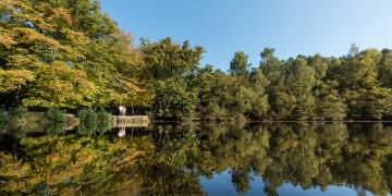 Brocéliande Forest | Brittany Tourism