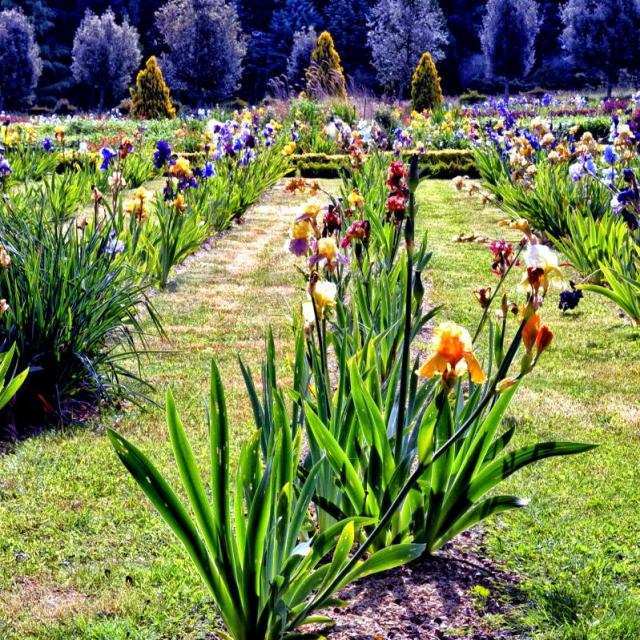 jardinsbroceliande-iris-breal-luc-bonfils.jpg