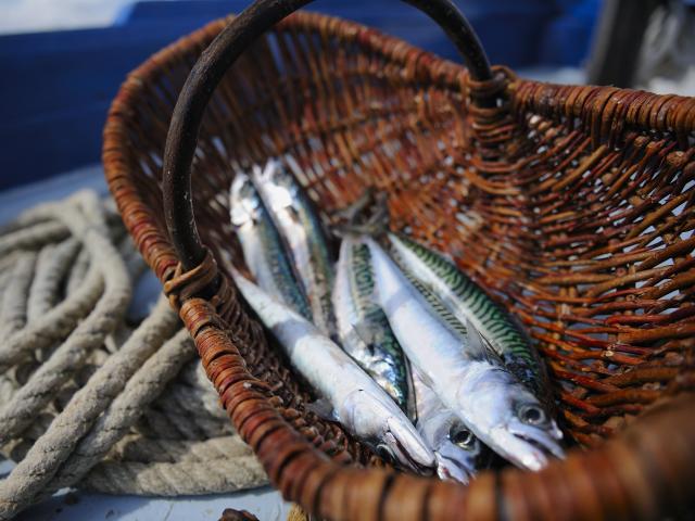 Pêche à la sardine sur la Marie-Georgette
