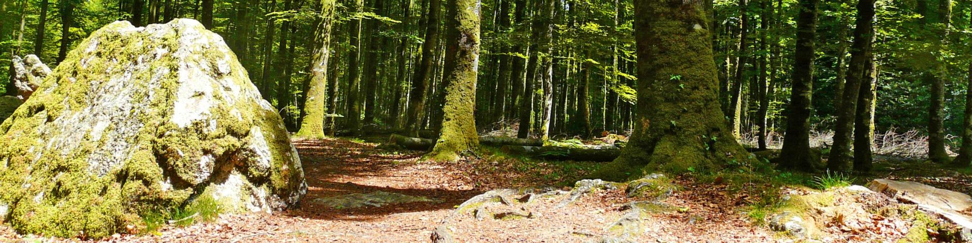 10 idées de balades en forêt tourisme bretagne