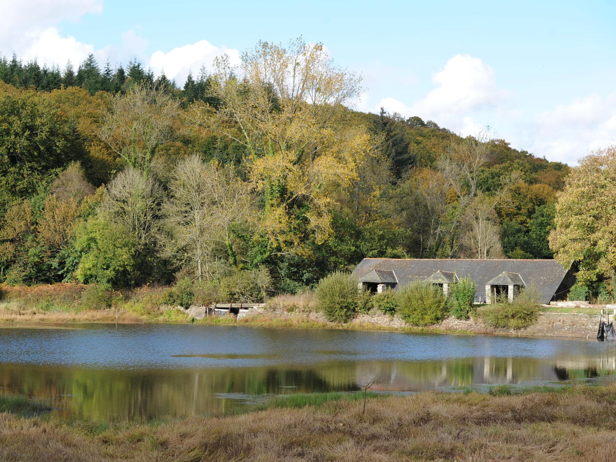 Id Es De Balades En For T Tourisme Bretagne