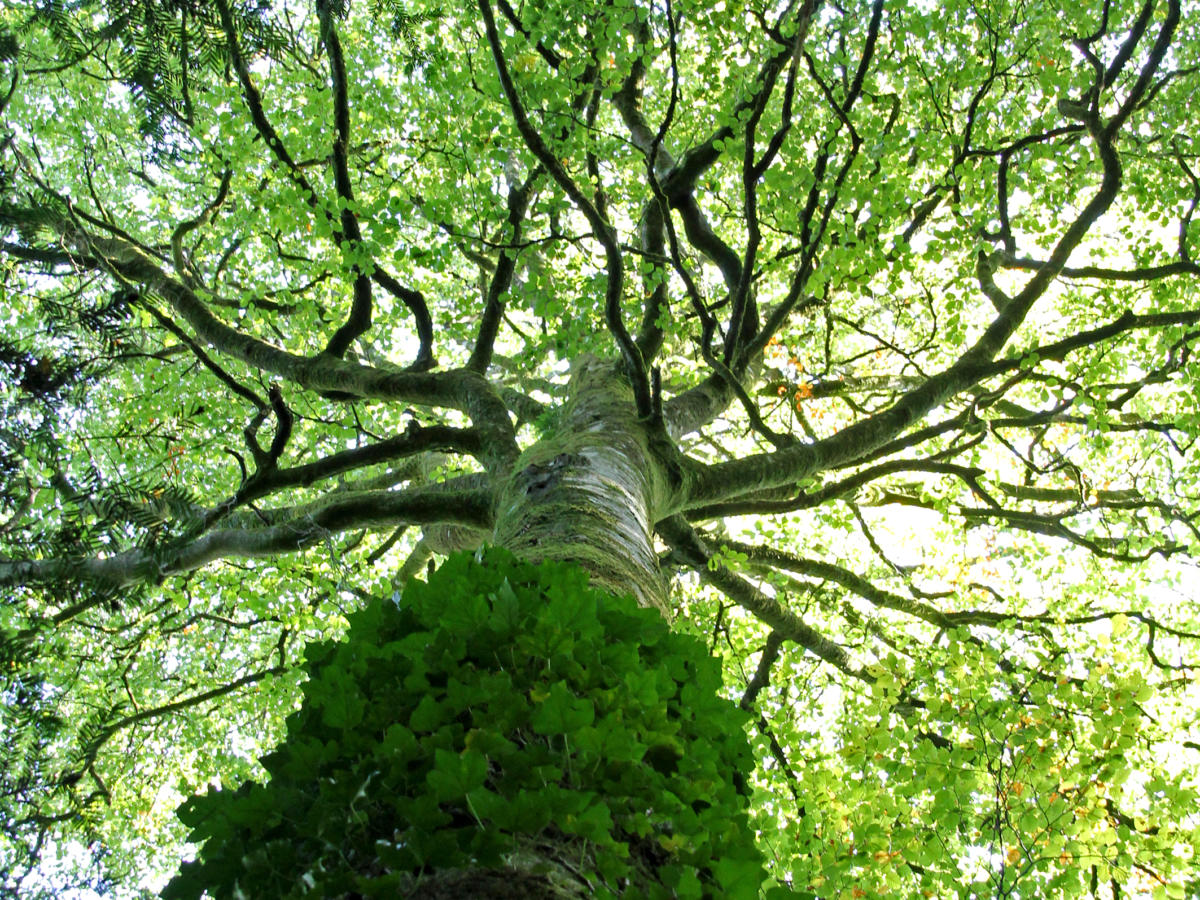 10 idées de balades en forêt tourisme bretagne