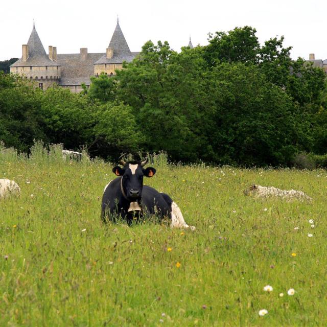 Vache bretonne pie noir