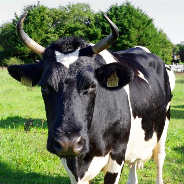 Vache bretonne pie noir