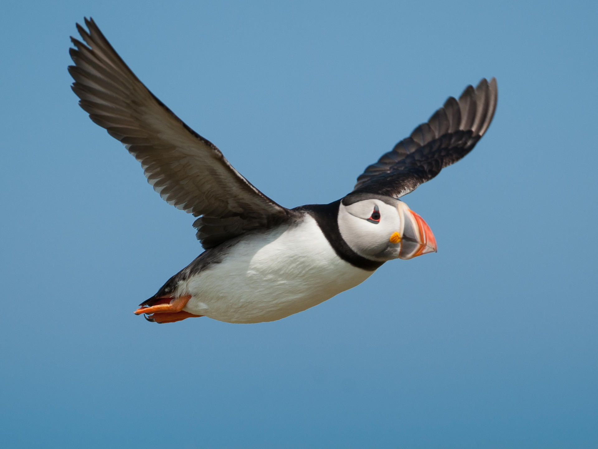 Sechs Meerestierarten, die Sie in der Bretagne beobachten können