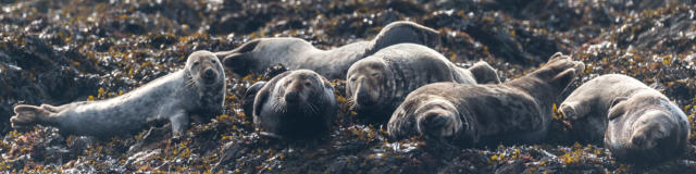 Phoques gris - Archipel de Molène