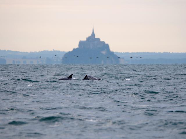 colonie-de-dauphins-dans-la-baie-du-mont-saint-michel-gael-gautier.jpg