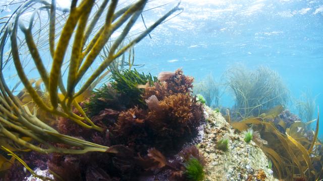Algues sous la mer