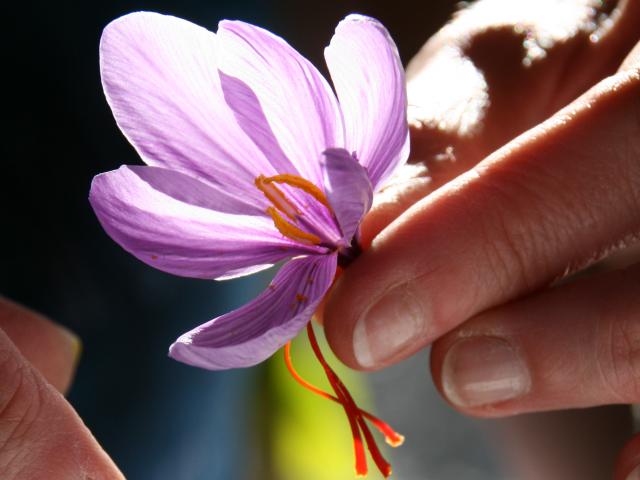 Safran de Bretagne issu du crocus sativus