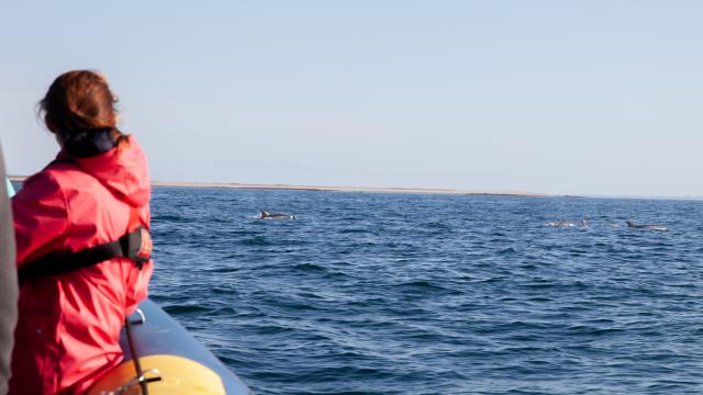 sortie-avec-archipel-excursion-dauphin-en-mer-diroise-eugenie-ragot.jpg