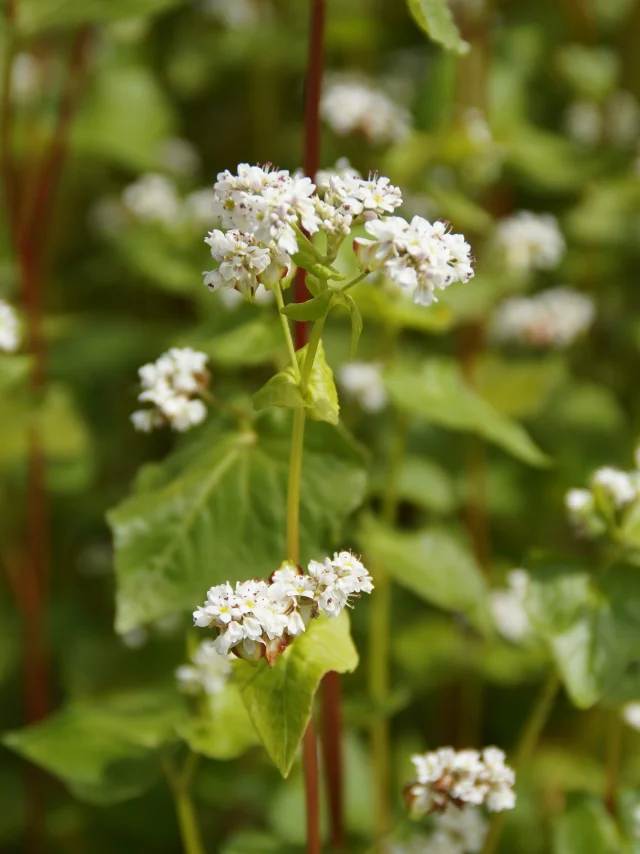 Sarrasin en fleurs