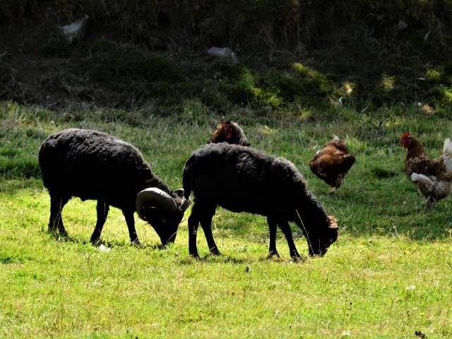 Ferme La Combe aux ânes - Lanvellec (22) - moutons d'Ouessant