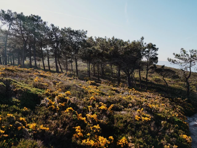 Paysage végétal sur la côte - Erquy