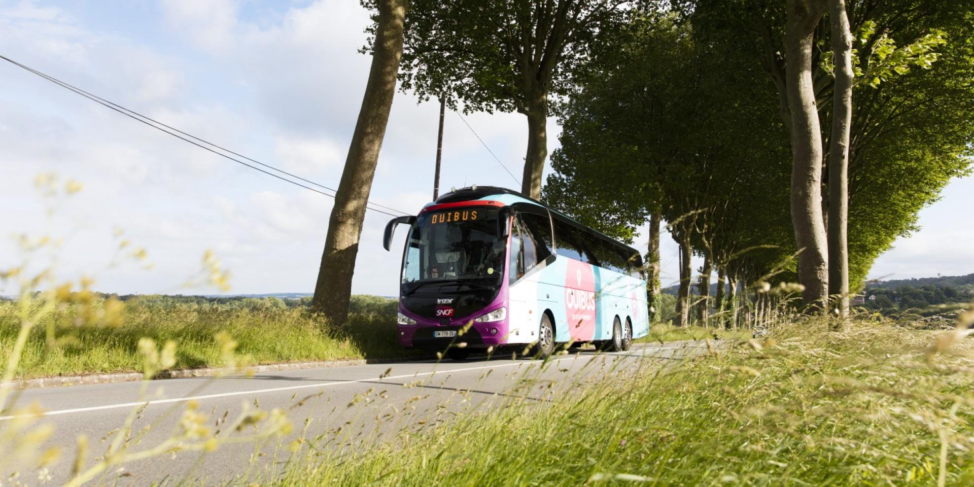 Ouibus sur une route de campagne
