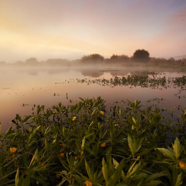 Nature et territoire : zoom sur les Landes de Bretagne