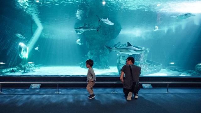 Le-Croisic-Aquarium-2-baja.jpg