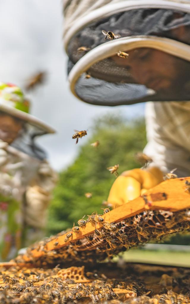 Expérience Bretonne - Apiculture