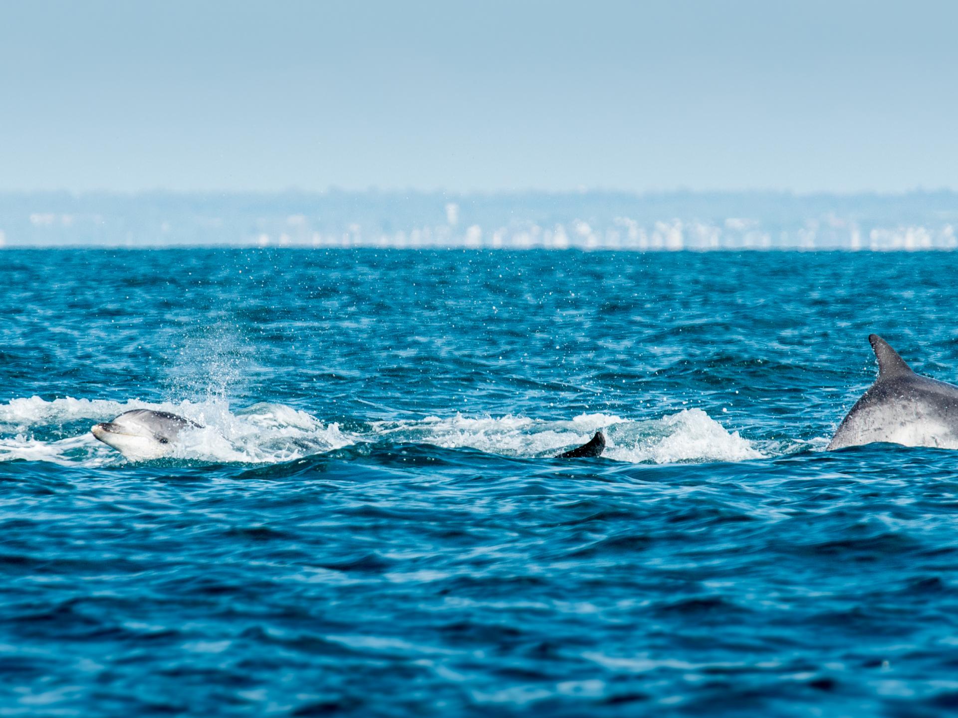 Participez à l'observation des grands dauphins à Port-Mer
Expérience bretonne