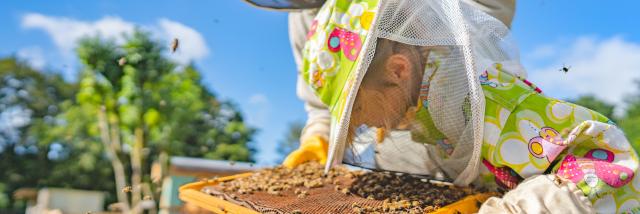 Expérience Bretonne - Apiculture