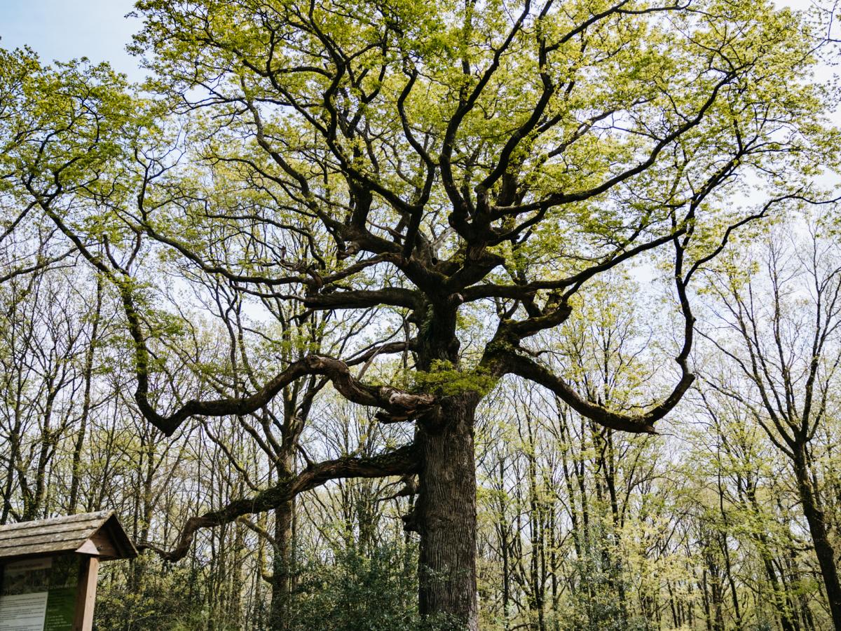 La Forêt De Brocéliande | Tourisme Bretagne