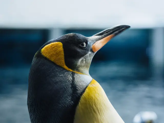 Oceanopolis Tourisme Bretagne Nicolas Dequin 050ok
