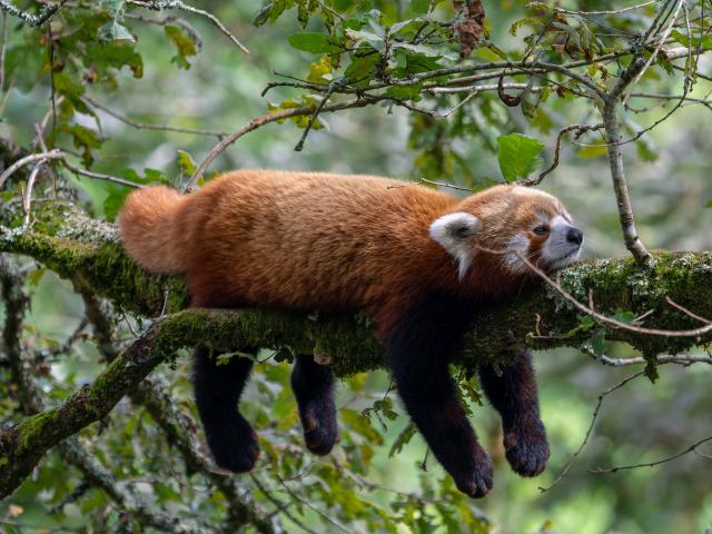 Panda Roux - Terres de Nataé - Pont-Scorff