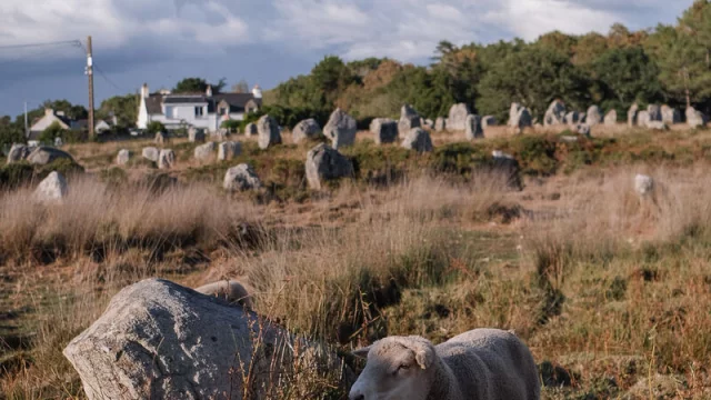 Carnac Menhirs Morgane Schaller 1