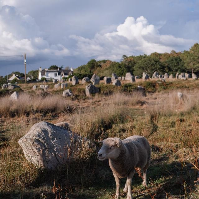 Carnac Menhirs Morgane Schaller 1