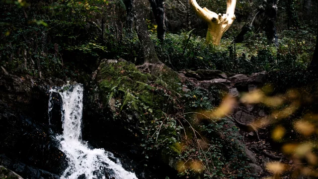 Trehorenteuc - Arbre d'or