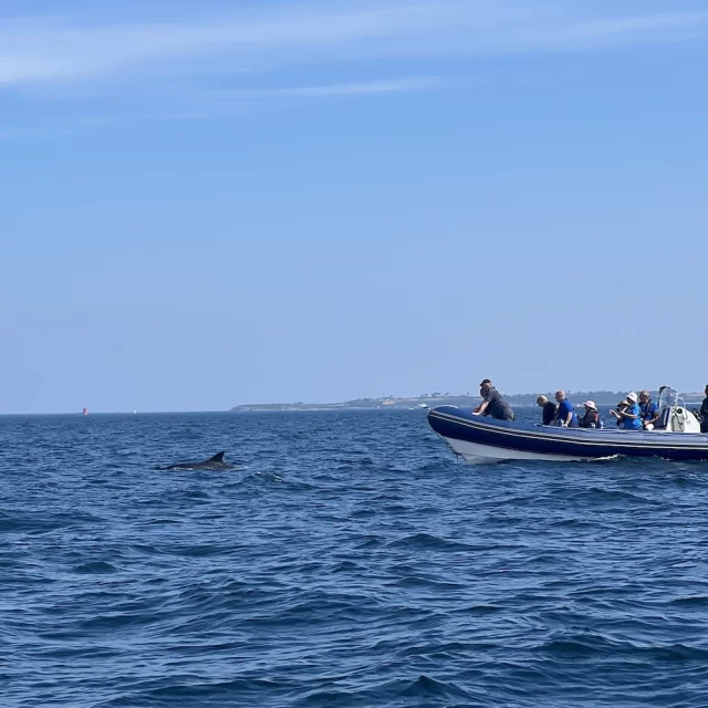 Delphin Sichtung Bretagne Archipel Excursions