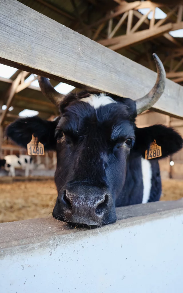 Vache Pie Noire