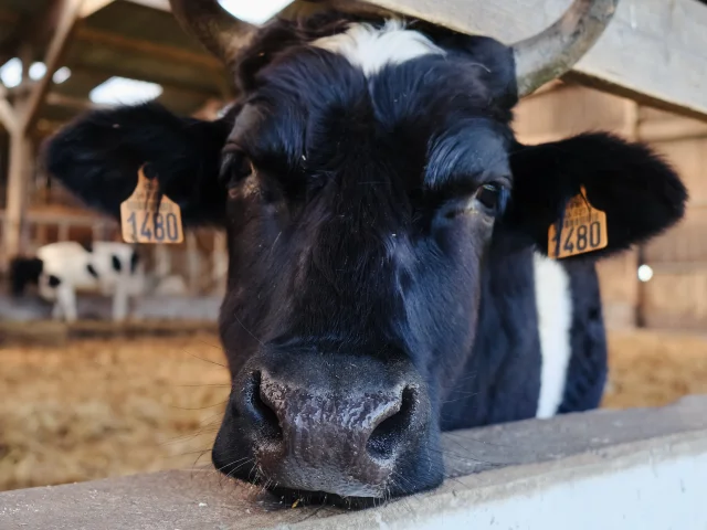 Vache Pie Noire