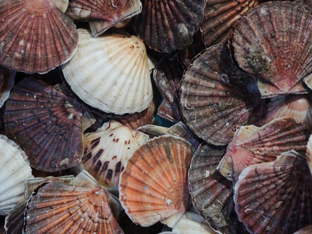 Renens - Coquille Saint-Jacques au marché des Lices