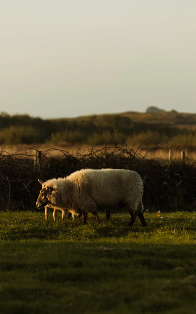 Moutons