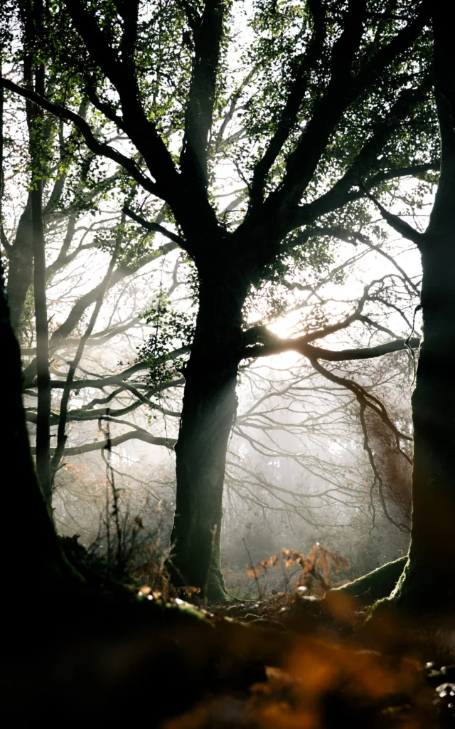 Paimpont - Sous-bois