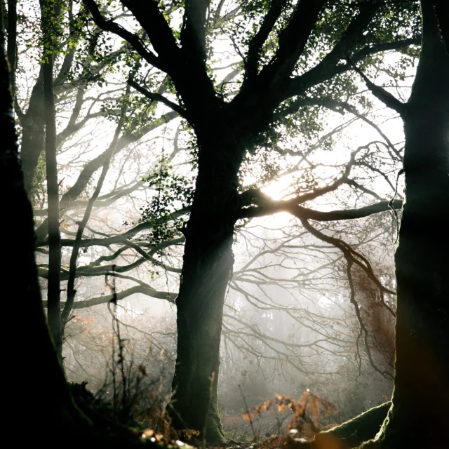 Paimpont - Sous-bois