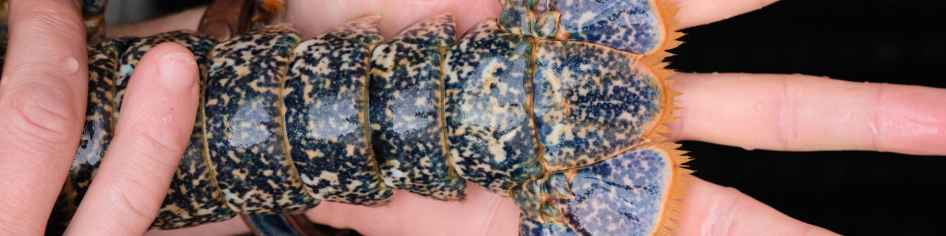 Crtb Ae06081 Limouzin Pauline