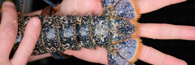 Vannes - Homard
