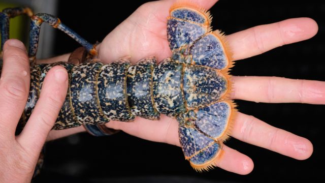 Vannes - Homard